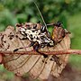 Miniatura para Steirastoma marmoratum