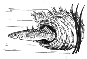 A drawing of the Stickleback family of fish.