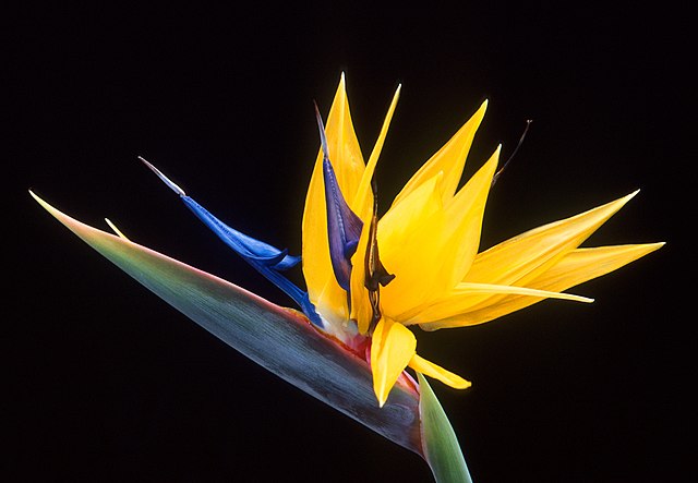 Fleur « oiseau du paradis », originaire d'Afrique du Sud.