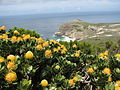 Leucospermum in Südafrika (November 2008)