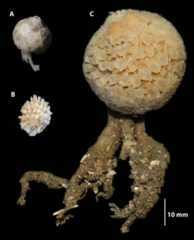 Tethya: T. irisae (A), T. bullae (B), T. fissurata (C)