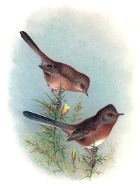 DARTFORD-WARBLER from The British warblers vol. 8 by Henry Eliot Howard. (Illustration: Henrik Grönvold)