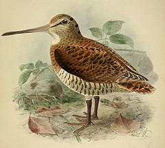 Description de l'image The geographical distribution of the family Charadriidae, or the plovers, sandpipers, snipes, and their allies (1888) (14755230102).jpg.