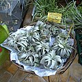 Tillandsia xerographica