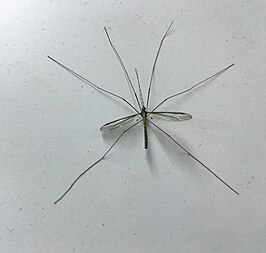 Tipula (Yamatotipula) ludoviciana