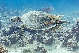 Tortuga carey (Eretmochelys imbricata) en el mar Rojo.