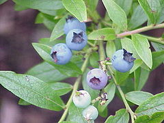 Vaccinium angustifolium.