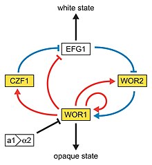 In this model of the genetic network regulating the white-opaque switch, the white and gold boxes represent genes enriched in the white and opaque states, respectively. The blue lines represent relationships based on genetic epistasis. Red lines represent Wor1 control of each gene, based on Wor1 enrichment in chromatin immunoprecipitation experiments. Activation (arrowhead) and repression (bar) are inferred based on white- and opaque-state expression of each gene. Whiteopaqueregulation.jpg