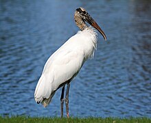 Wood Ibis