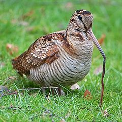 Eurasian woodcock