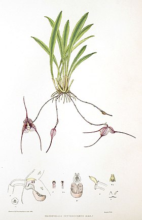 Dracula erythrochaete Florence H. Woolward: The Genus Masdevallia