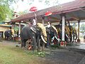 Elephants are standing in the Elephant enclosure during Pooram