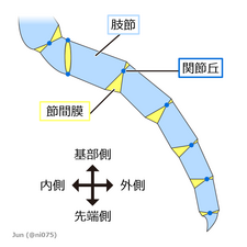 単枝型関節肢（外部形態）