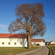 ND Linde am Ortsende von Lochheim