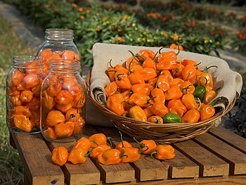 Kultivar TigerPaw-NR papričky habanero (Capsicum chinense) má pálivost 265–328 tisíc Scovilleových jednotek