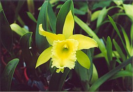 A and B Larsen orchids - Brassolaeliocattleya Ports of Paradise Emerald Isle 889-8.jpg