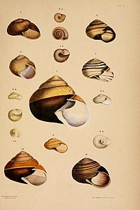 Tafel aus A monograph of Australian land shells