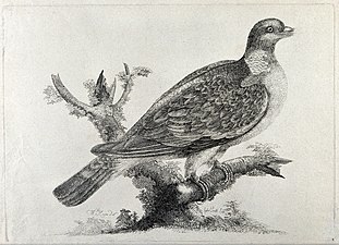 A ring-dove or wood pigeon (c. 1775, Wellcome Collection).