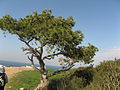 A tree near Stella Maris Monastery, Haifa