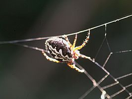 Aculepeira armida