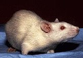 The Wistar rat, which was the first developed rat model strain Albino Rat.jpg