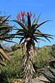 Aloe excelsa (Zimbabwe aloe)