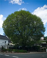 Linde an der Hauptstraße