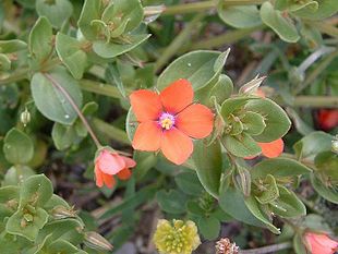 Anagallis arvensis01.jpg