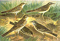 Tawny Pipit