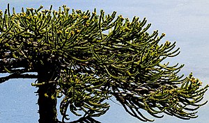 칠레소나무(Araucaria araucana)