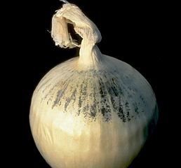 Aspergillus niger on onion