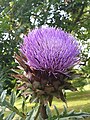 Articsóka (Cynara cardunculus var. scolymus)