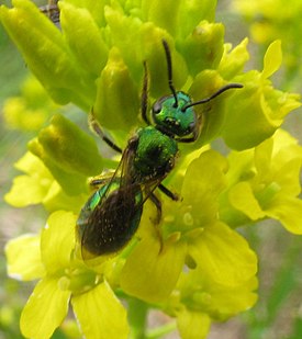 Пчела Augochlorella aurata