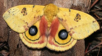 Automeris io (Saturniidae, Hemileucinae)