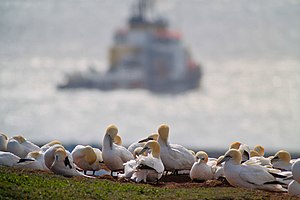 A colony of Northern gannet. An example of social behavior. Basstolpelkolonie auf Helgoland.jpg