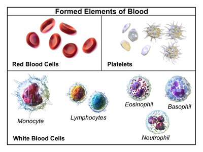 Ilustracio montranta formitajn elementojn de sango.