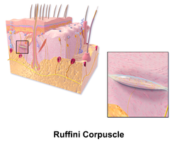 Blausen 0807 Скин RuffiniCorpuscle.png