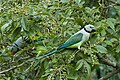 Blue-winged Parakeet pair by N.A. Nazeer