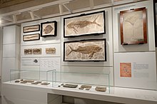 I fossili provenienti dai giacimenti di Bolca