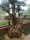 Bonsai outroot tree.jpg