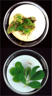 Wild type peanut (top) and transgenic peanut with Bacillus thuringiensis gene added (bottom) exposed to cornstalk borer larva Bt plants.png