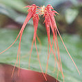 Bulbophyllum pecten-veneris