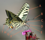A butterfly with labels on various body parts.