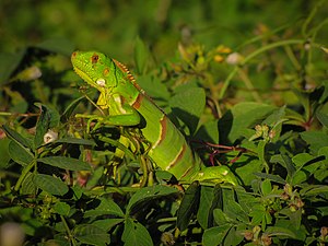 Iguana ijau di Brazil