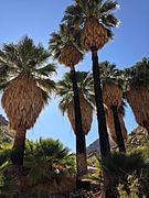 Washingtonia filifera dans le parc national de Joshua Tree, Californie.