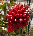 Calliandra Sierra Star