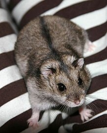 Hamster nain de Campbell (Phodopus campbelli)