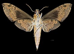 Cechenena helops helops, female ventral view