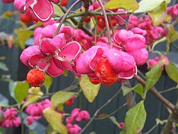 Közönséges kecskerágó (Euonymus europaeus) termések