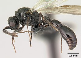 Cerapachys lividus